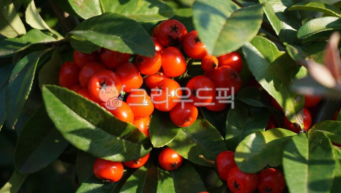 Red,plant,red fruit,autumn,leaf,street plants