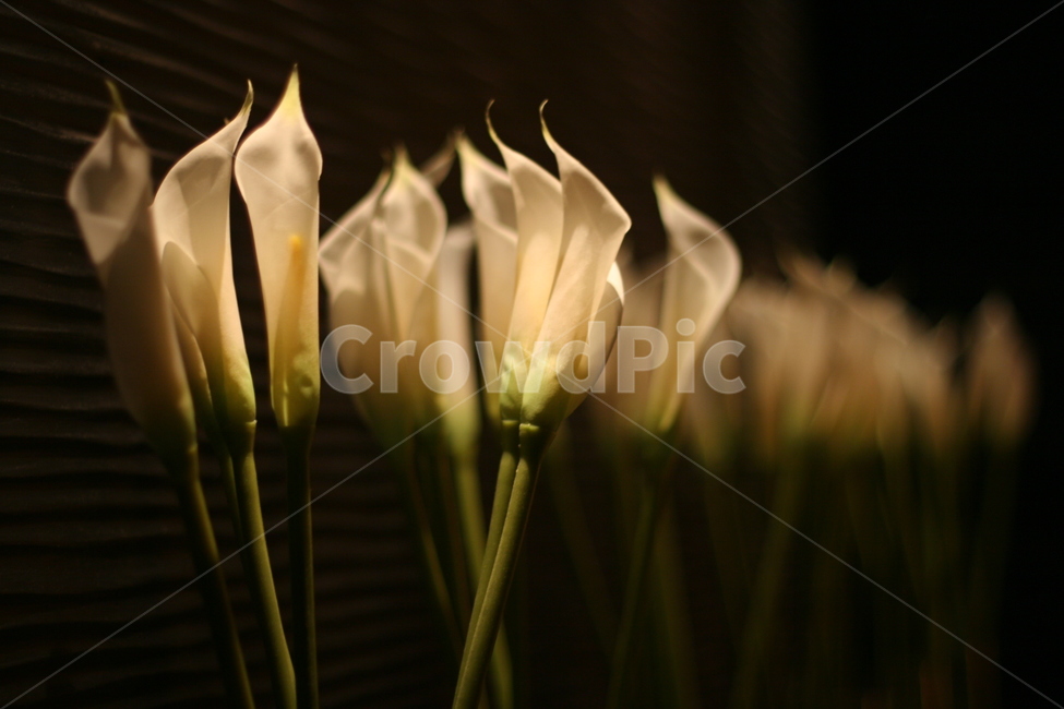꽃,플라워,초점,포커스,빛,반사,거울,분위기,무드,식물,자연,plants,nature,꽃,flower