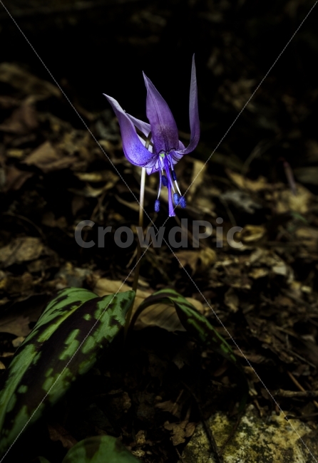 얼레지,봄꽃,식물,얼레지꽃,꽃,식물,자연,plants,nature,꽃,flower