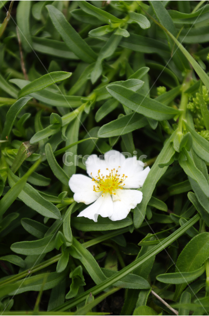 꽃,찔레꽃,식물,초록,flower,식물,자연,plants,nature,꽃,flower