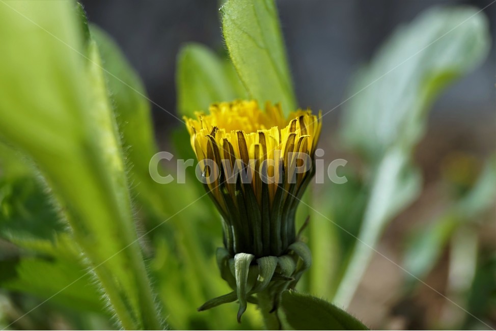 yellow,spring,flower,dandelion,민들레,봄,계절,노랑,꽃잎,꽃