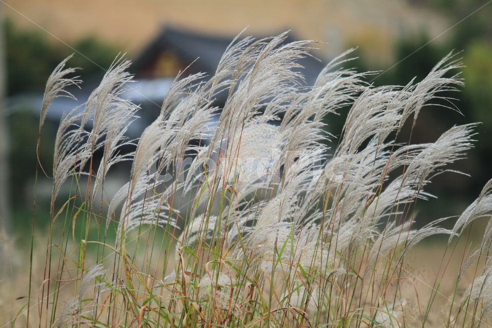 하얀억새꽃,풍경식물,자연풍경,억새,가을,자연,가을,계절,fall,autumn,season,grass,잔디,plant,식물,lawn,reed,갈대
