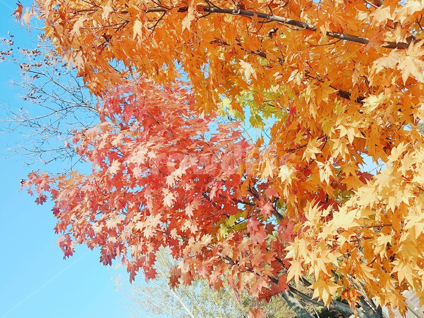 낙엽,가을,나뭇잎,단풍,잎,가을,계절,fall,autumn,season,식물,자연,plants,nature,나무,trees,wood,leaf,plant,tree,maple
