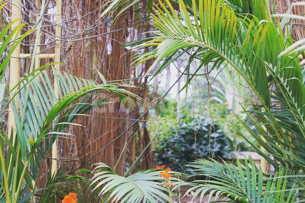 식물,꽃,자연,식물원,감성,식물,자연,plants,nature