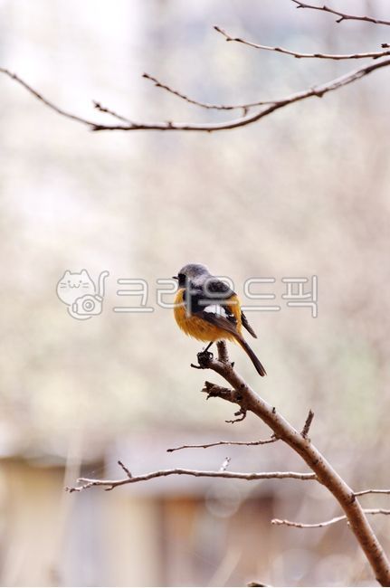 새,동물,딱새,자연,야외,나무,조류,animal,bird