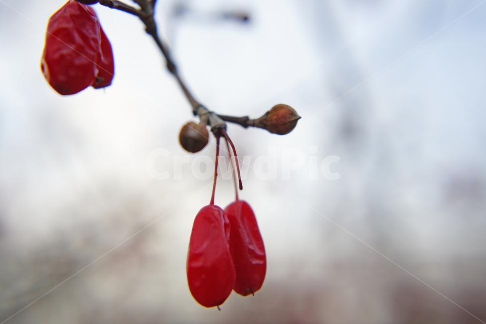 산수유,건강,가을,열매,이미지,과일,열매,fruit