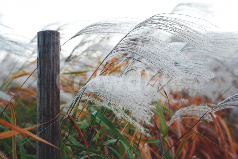 가을,하늘,공원,노을,바람,갈대,식물,가을,계절,fall,autumn,season,식물,자연,plants,nature,감성,sensible,feeling,plant,grass,잔디,lawn,reed