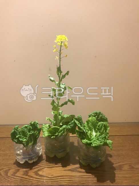 plant,식물,배추,배추꽃,수경재배,홈메이드,onion,가정용식물,학습용식물,야채,배추기르기