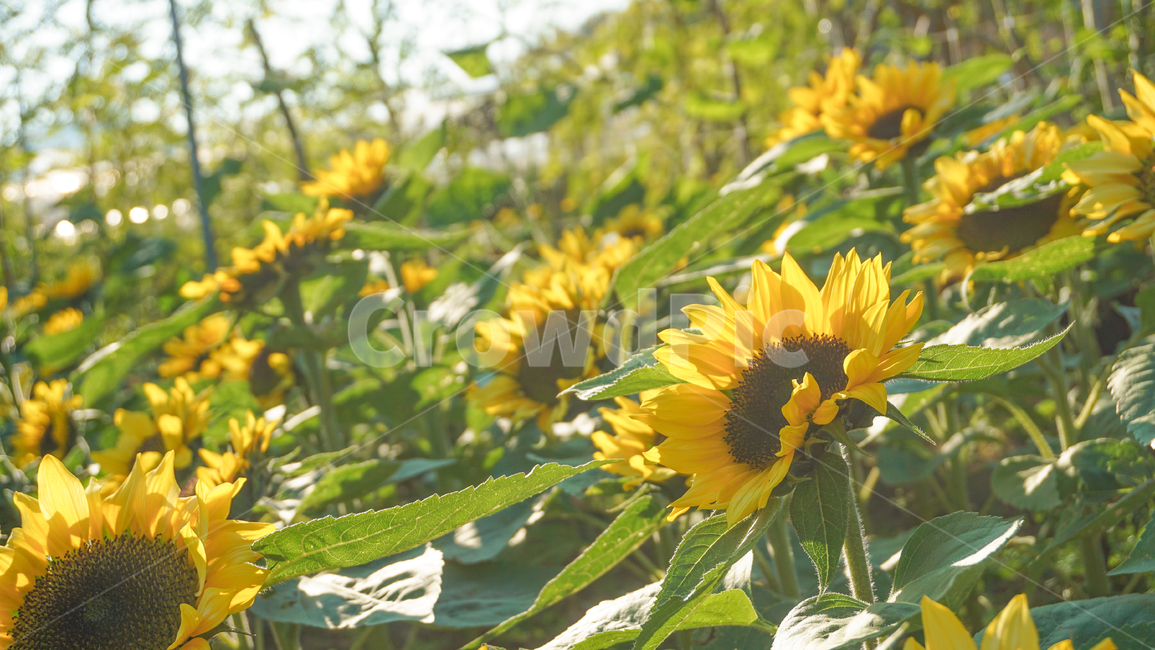 해바라기,풍경,꽃,노란색,꽃밭,해바라기밭,flower,sunflower,식물,자연,plants,nature,꽃,flower