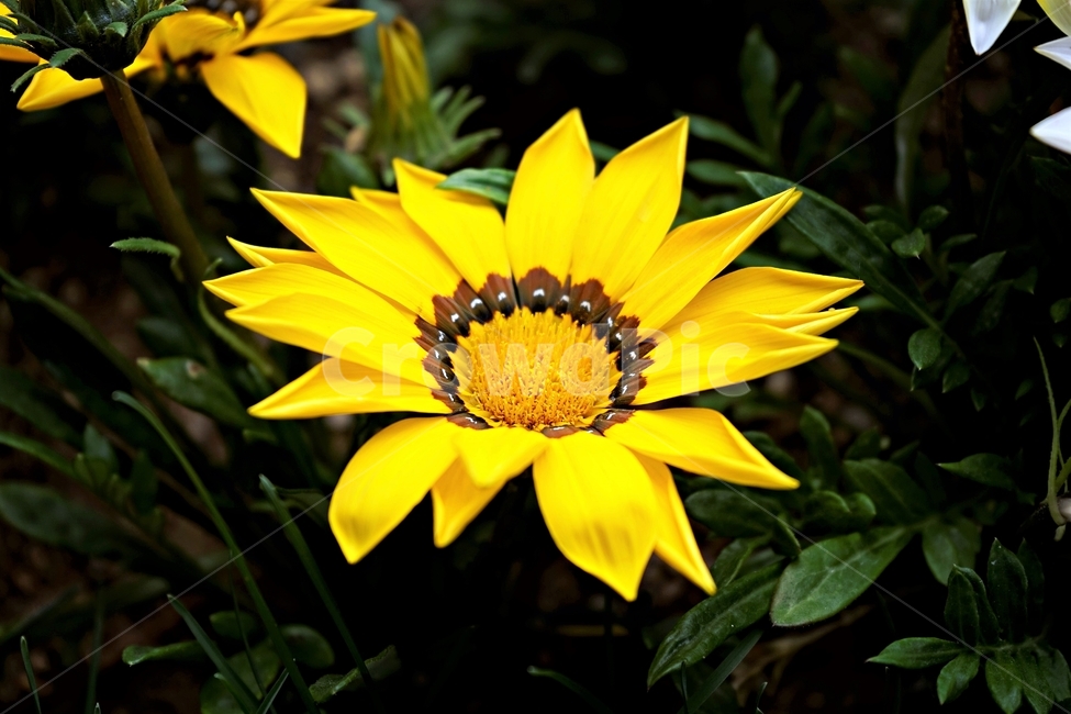 가자니아,국화과,훈장국화,태양국,원예,봄,꽃,식물,자연,flower,floral,gazania,남아프리카원산