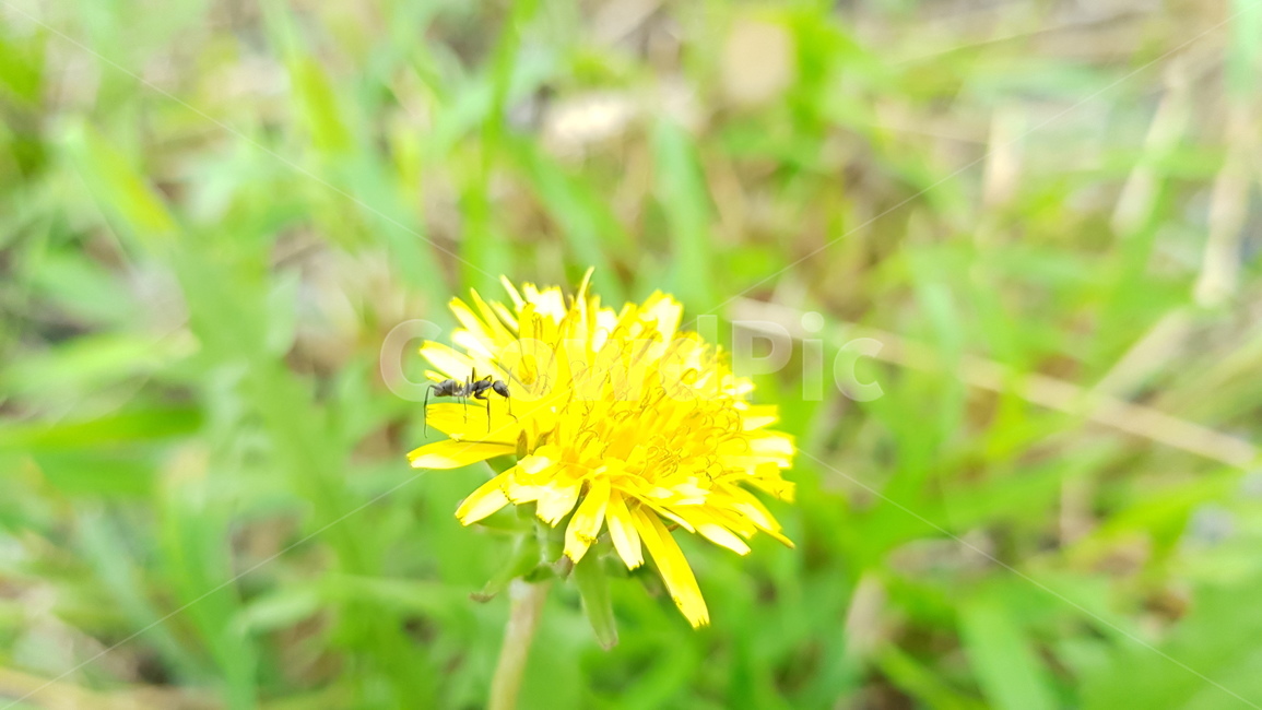 plant,식물,blossom,꽃,flower,개미,노랑,노란색,yellow,식물,자연,plants,nature,꽃,flower