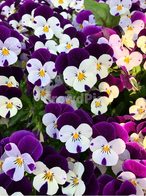 꽃,식물,자연,아름다운,flower,nature,colorful,plant,white,purple