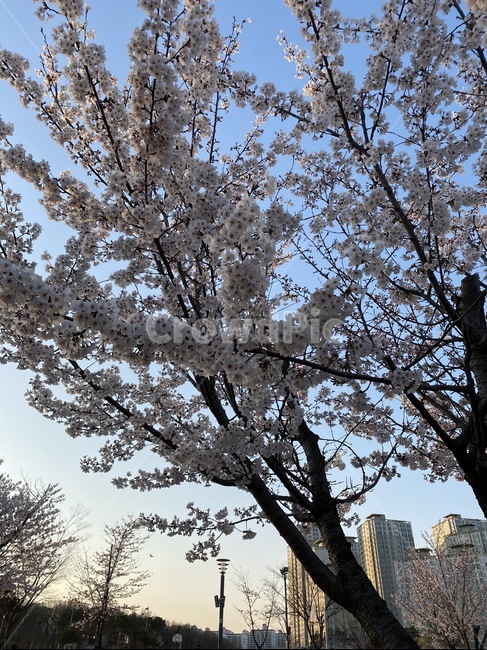 plant,식물,tree,나무,풍경