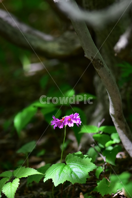큰앵초,야생화,생태,식물,꽃,자연,힐링,플라워,wildflower,flower,plants,nature,season,감성,느낌,emotion,feeling,초본
