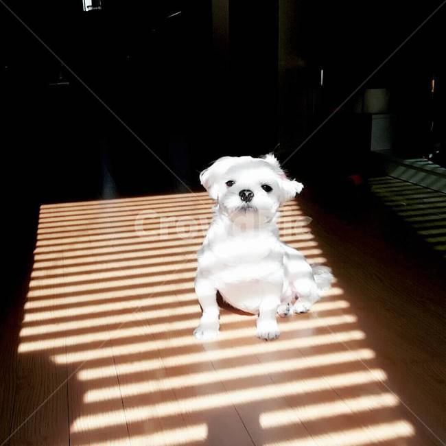 애완견,반려동물,개,멍멍이,말티즈,휴식,햇살,동물,animal,포유류,mammal,개,강아지,dog,doggy