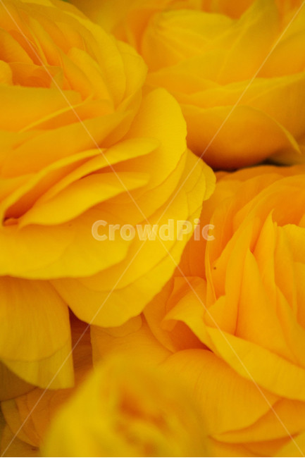 꽃,접사,확대,꽃잎,피다,식물,자연,plants,nature,꽃,flower