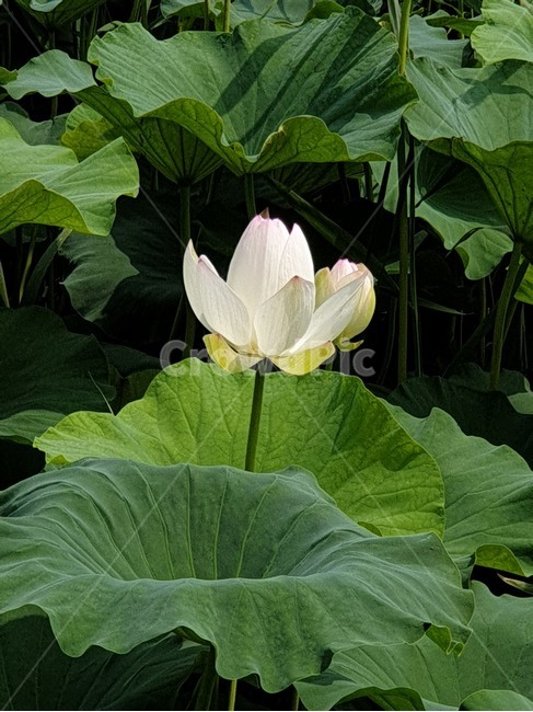 백련,흰연꽃,연꽃,여름야생화,수생식물