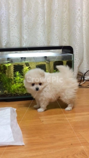 강아지,개,애견,용품,어항,응시,퍼피,포메라니안,폼피츠,펫,pet,가족,동물,animal,포유류,mammal,개,강아지,dog,doggy