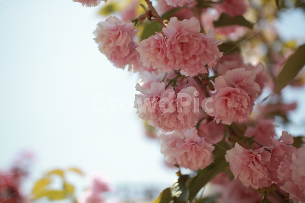 꽃,벚꽃,색감,역광,빛,부드러움,flower,들꽃,봄,계절,spring,season,식물,자연,plants,nature,꽃,flower,plant,blossom