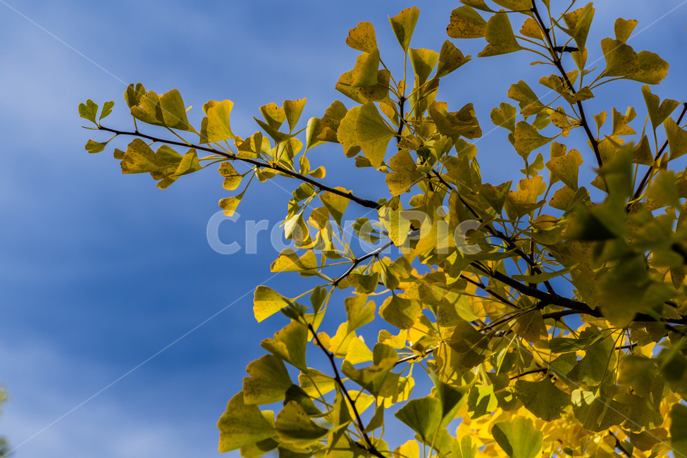 홍천은행나무숲,은행나무숲,은행나무,가을,노란은행나무,가을,계절,fall,autumn,season,plant,식물,leaf,잎