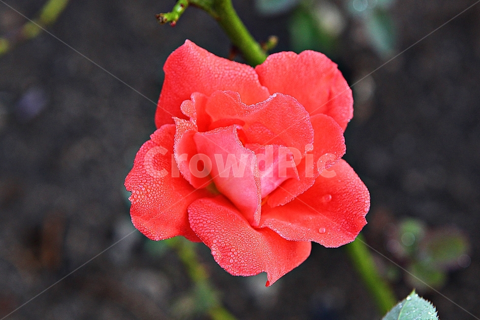 장미,장미꽃,얼은장미,꽃,꽃잎,식물,자연,가을,공원,화단,서리,식물,자연,plants,nature,꽃,flower