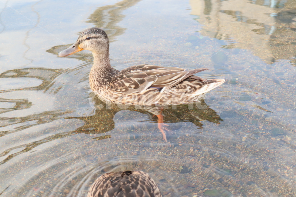오리,조류,동물,duck,깃털