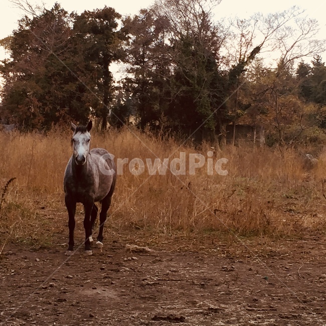 말,갈대,자연,흙,horse,동물,animal,포유류,mammal