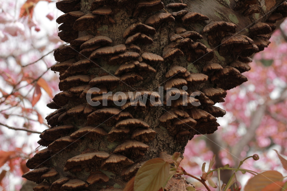 버섯,나무,나무버섯,곰팡이,효모,효소,기생,식물,자연,plants,nature,나무,trees,wood,버섯,mushroom