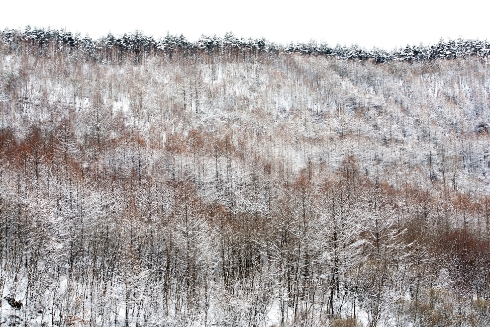 겨울,설산,눈,강원도,풍경,겨울,계절,winter,season,자연,풍경,nature,landscape