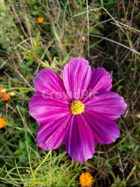 식물,자연,plant,nature,flower,코스모스,식물,자연,plants,nature,꽃,flower
