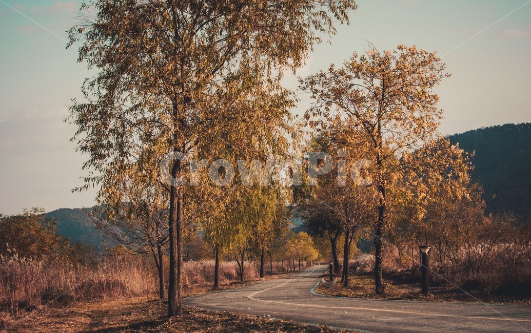 길,가을,아름답다,빛,나무,자연,로드,산책,도시,숲,컬러,road,fall,beautiful,tree,walk,가을,계절,fall,autumn,season,자연,풍경,nature,landscape,plant,식물,tree trunk,나무 줄기