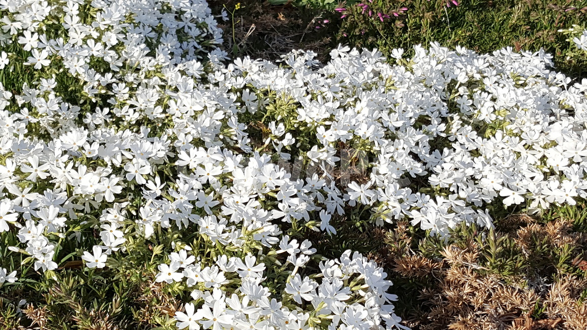 꽃,식물,화단,풍경,자연,식물,자연,plants,nature,꽃,flower
