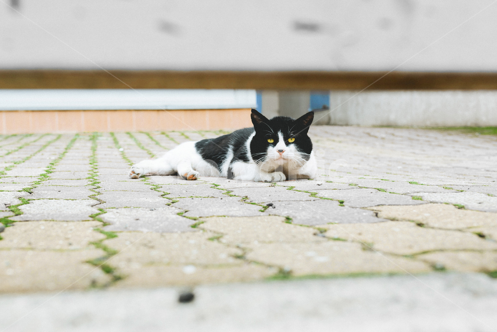 고양이,길고양이,동물,길거리,눈빛,어두운,칙칙한,길냥이,냉담한,무표정,응시,시선,cat,street,eyes,kitty,동물,animal,포유류,mammal,고양이,cat,kitten,kitty,감성,sensible,feeling