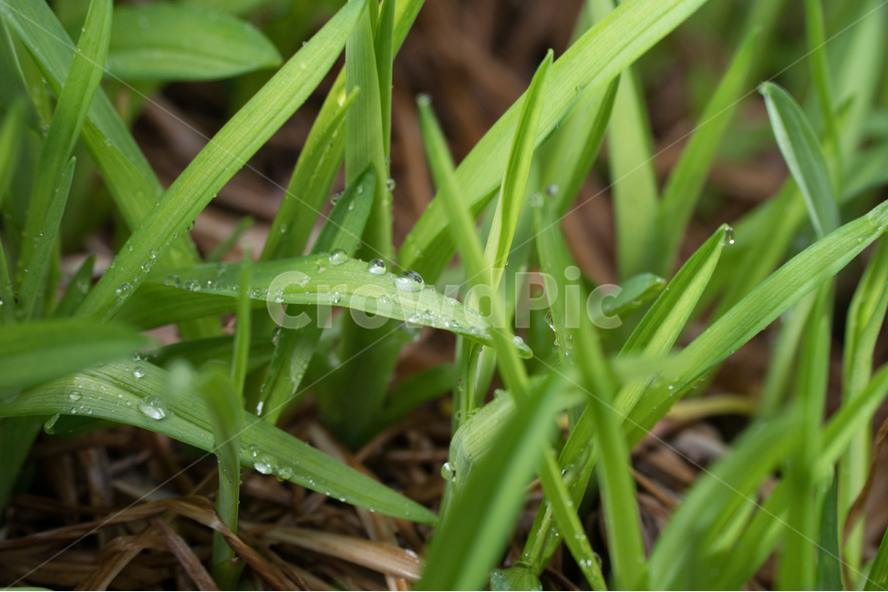 자연,풀,줄기,새싹,생명,식물,자연,plants,nature