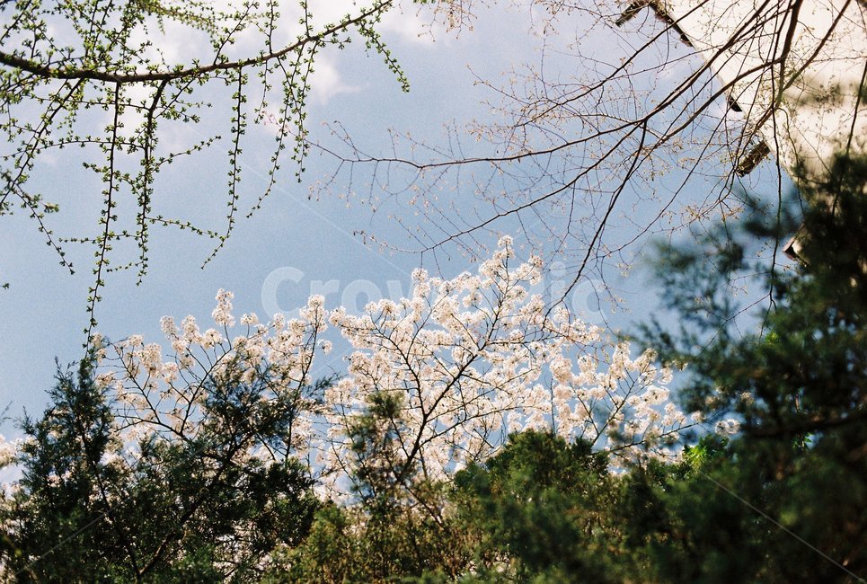 봄,꽃,벚꽃,필름,아날로그,감성,자연,풍경,sring,flower,film,analog,nature,ladnscpae,봄,계절,spring,season,식물,자연,plants,nature,꽃,flower,plant