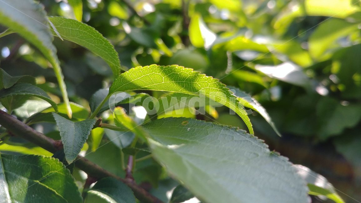 plant,식물,leaf,잎,food,과일,음식,fruit,과일,열매,fruit