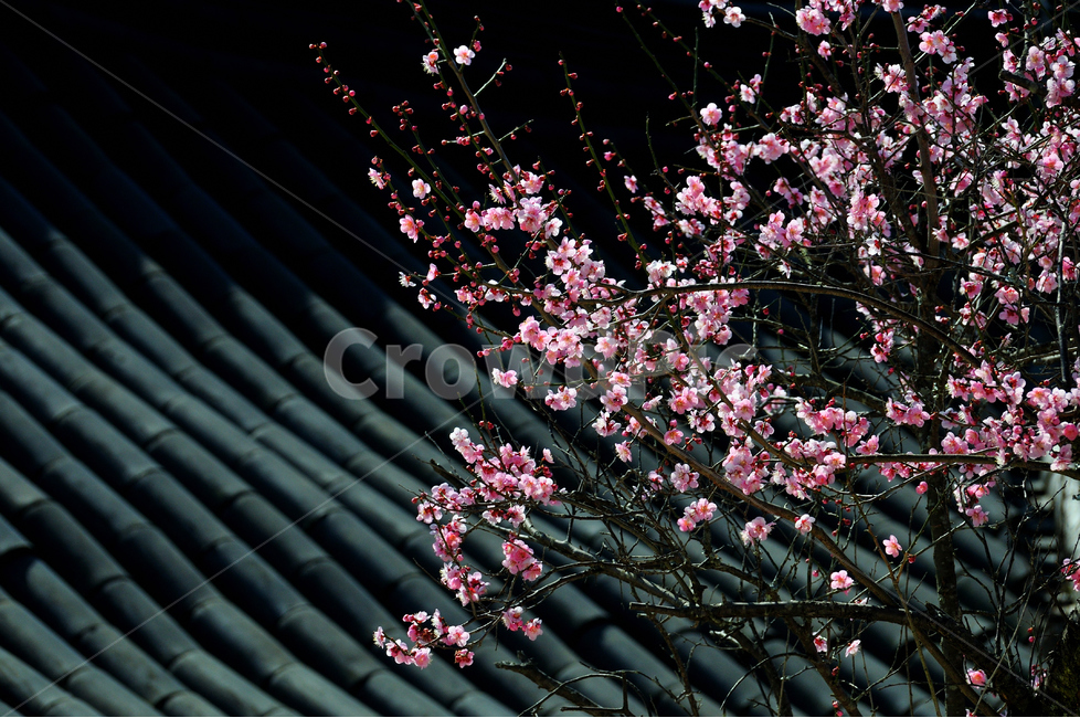 봄,산사의봄,매화,꽃사진,환희,개화,봄,계절,spring,season,식물,자연,plants,nature,꽃,flower,plant,blossom