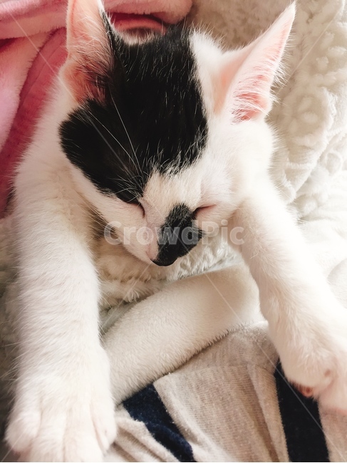 고양이,낮잠,애완묘,cat,캣,귀여움