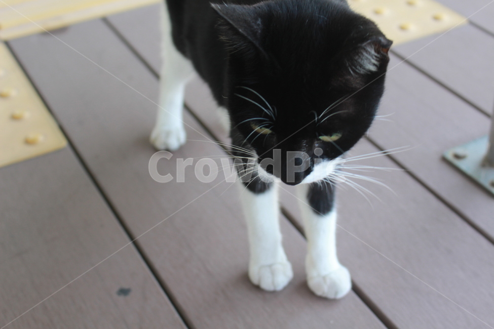 길고양이,고양이,pet,검은고양이,거리,cat,동물,animal,포유류,mammal,고양이,cat,kitten,kitty