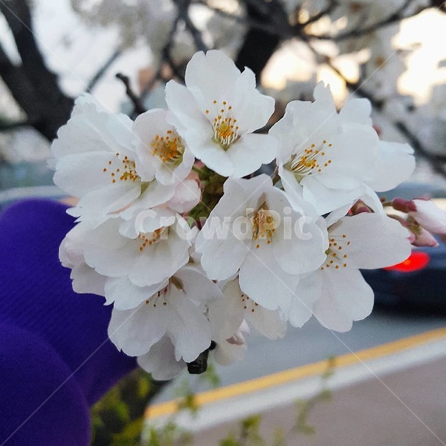 벚꽃,꽃,봄,꽃다발,만개,봄,계절,spring,season,plant,식물,flower,blossom