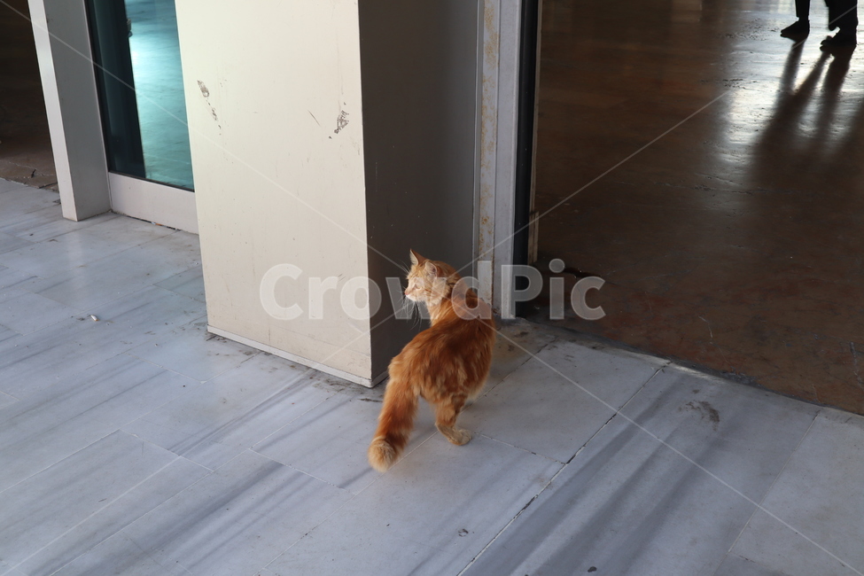 고양이,길고양이,동물,cat,street,동물,animal,포유류,mammal,고양이,cat,kitten,kitty