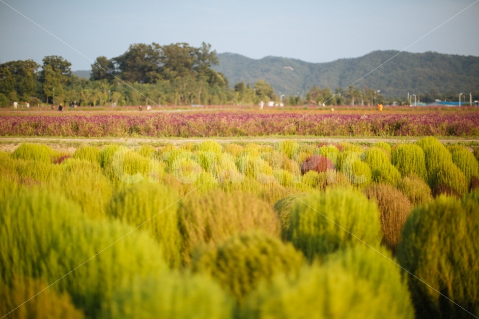 양주,나리공원,코키아,식물,나무,자연,풍경,nature,landscape,식물,plants,plant,vegetation,초목