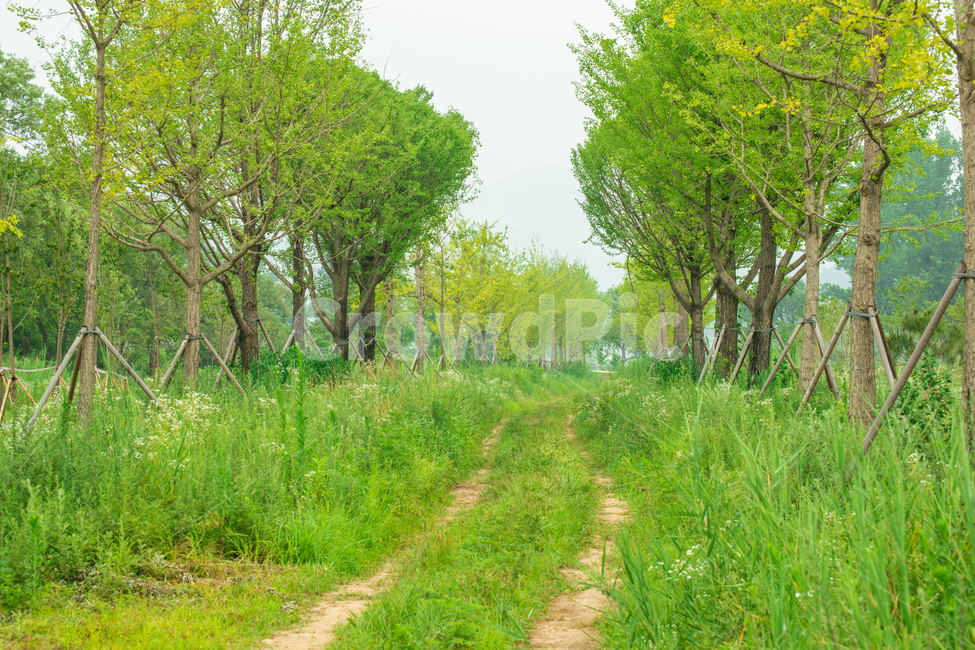 봄,시골길,초록,나무,가로수,자연,풍경,nature,landscape,grassland,목초지,field,들,outdoors,옥외,path,통로