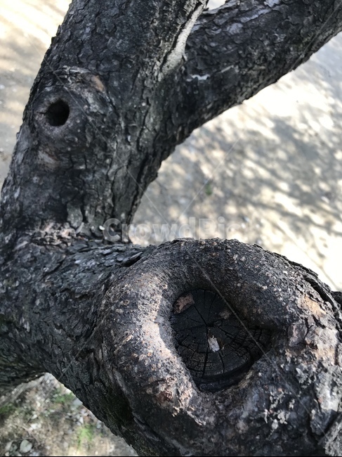 고목,나무,자연,당나귀나무,특이한나무,식물,자연,plants,nature,나무,trees,wood