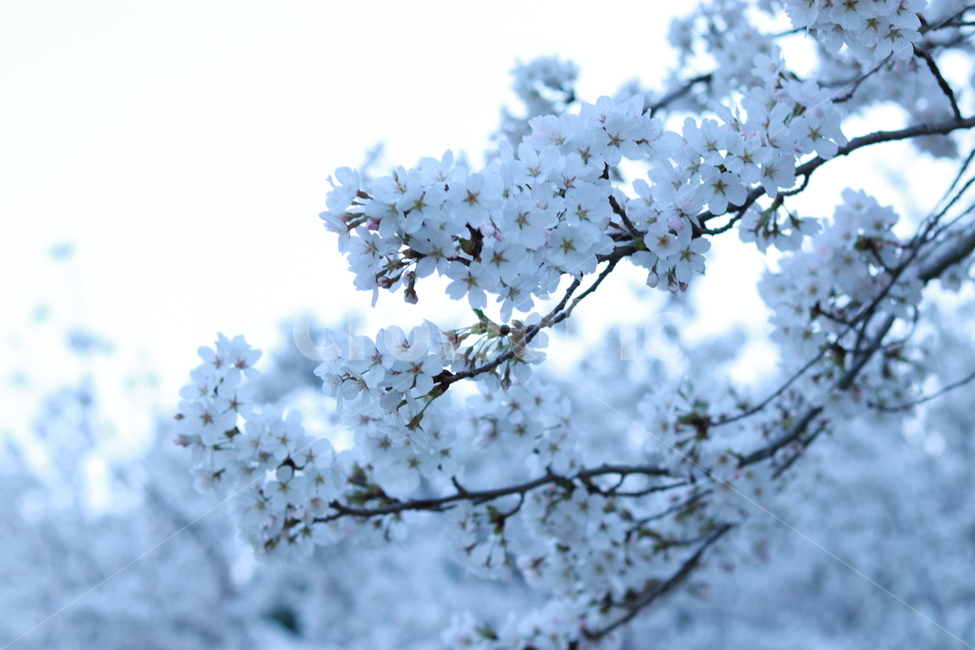 벚꽃,로하스공원,수목원,봄,벚꽃축제,봄,계절,spring,season,식물,자연,plants,nature,꽃,flower,plant
