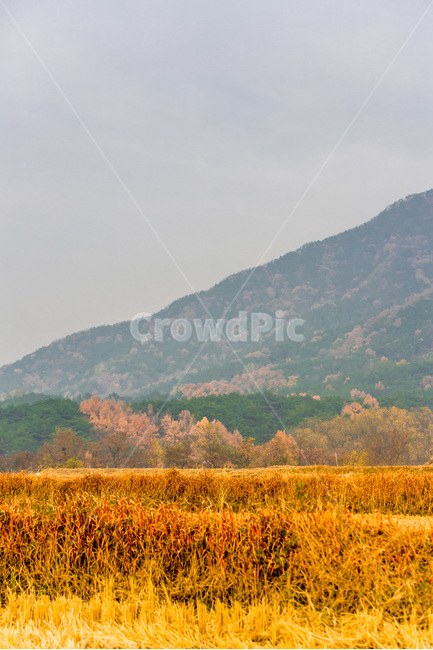 가을,수확,풍경,논,가을걷이,감성,가을,계절,fall,autumn,season,자연,풍경,nature,landscape,한국자연풍경,한국자연경관,korea nature landscape,outdoors,옥외