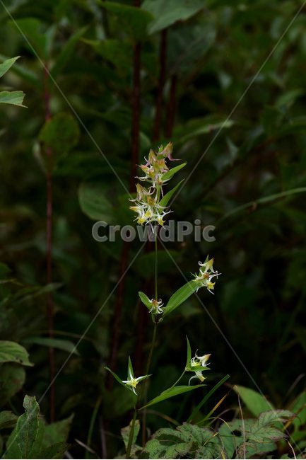 닻꽃,야생화,식물,자연,꽃,생태,힐링,플라워,wildflower,flower,plants,nature,season,감성,느낌,emotion,feeling,여름,용담목,용담과,닻꽃속,식물,자연,plants,nature,꽃,flower