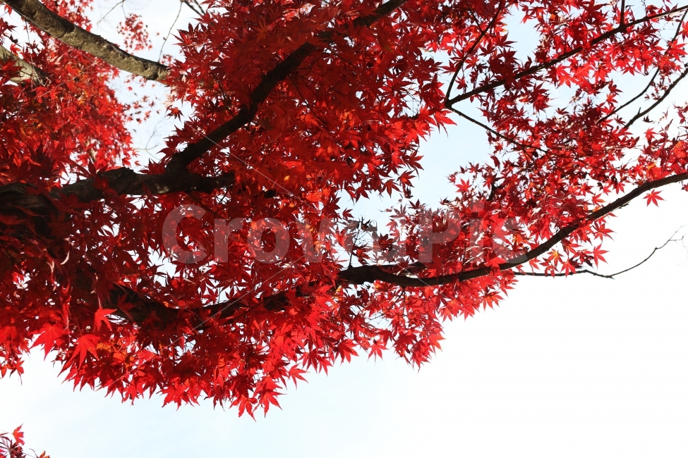 단풍,가을,가을단풍,풍경,가을풍경,가을배경,가을,계절,fall,autumn,season,식물,자연,plants,nature,나무,trees,wood,leaf,잎,plant,tree,maple