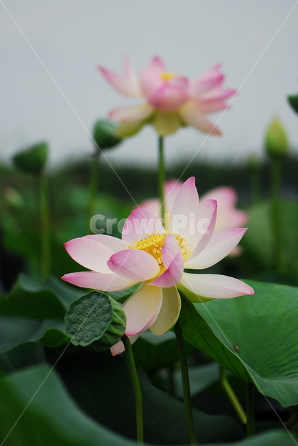 꽃,연꽃,관곡지,불교,여름,식물,자연,plants,nature,꽃,flower