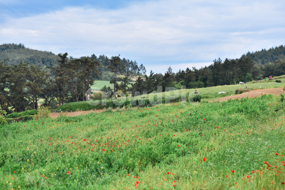 양귀비,청산도,봄,풍경,사진,여수,완도,전라남도,자연,풍경,nature,landscape,한국자연풍경,한국자연경관,korea nature landscape,grassland,목초지,field,들,outdoors,옥외,farm,농장,rural,농촌,meadow